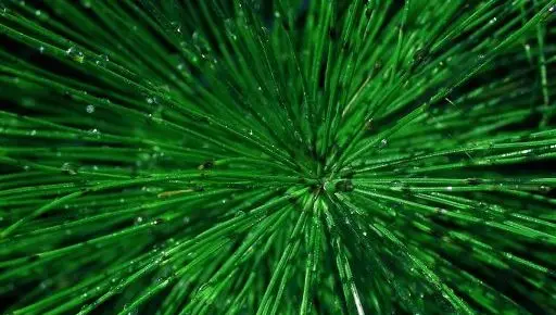 Anthroposophic Medicine Consultations