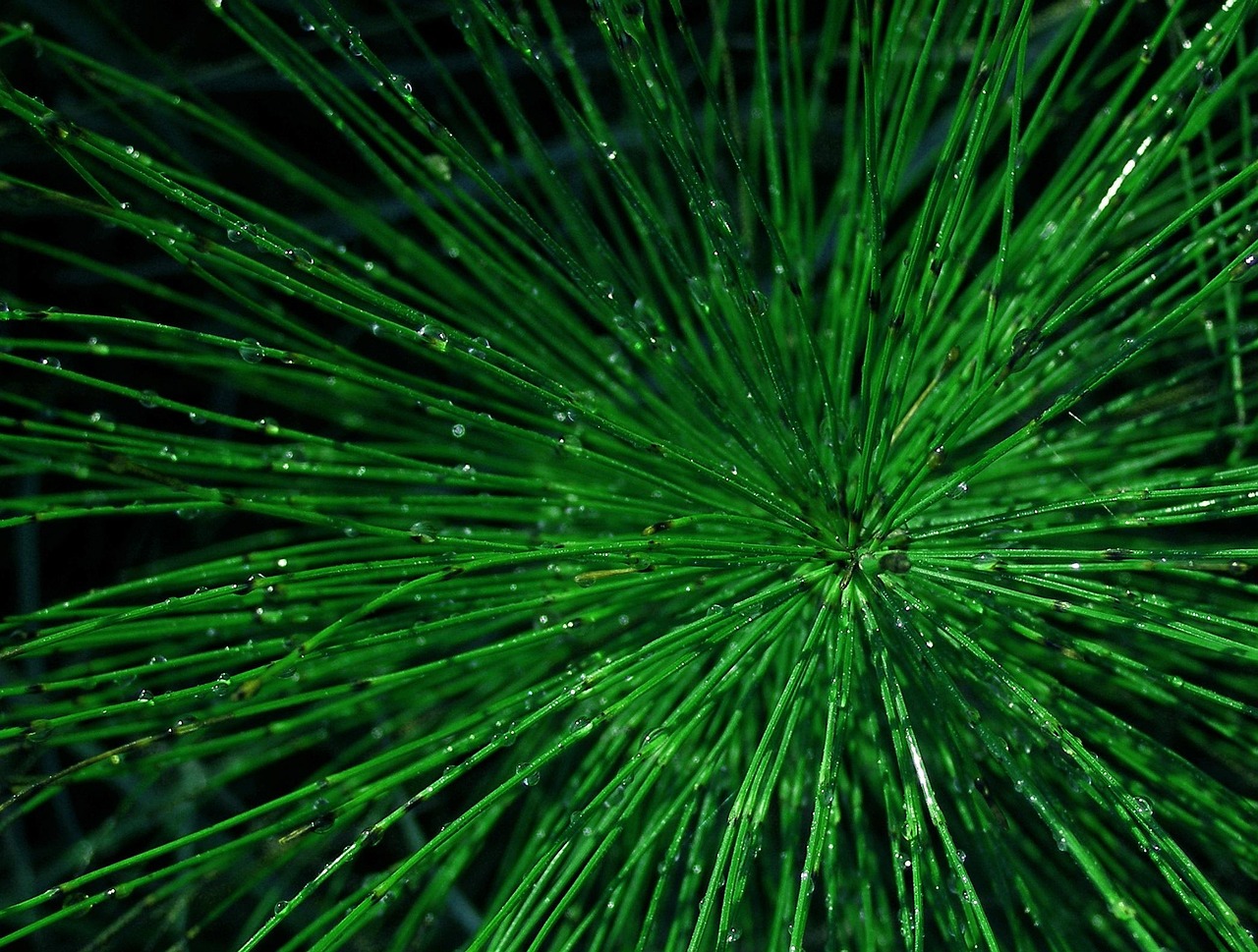 field horsetail, green, drops, dew, summer, plant, equisetum arvense, weed, nature, medicinal plant, flora, botany