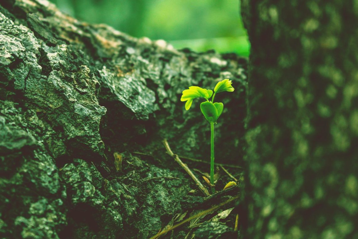 a small plant growing out of the bark of a tree