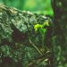 a small plant growing out of the bark of a tree