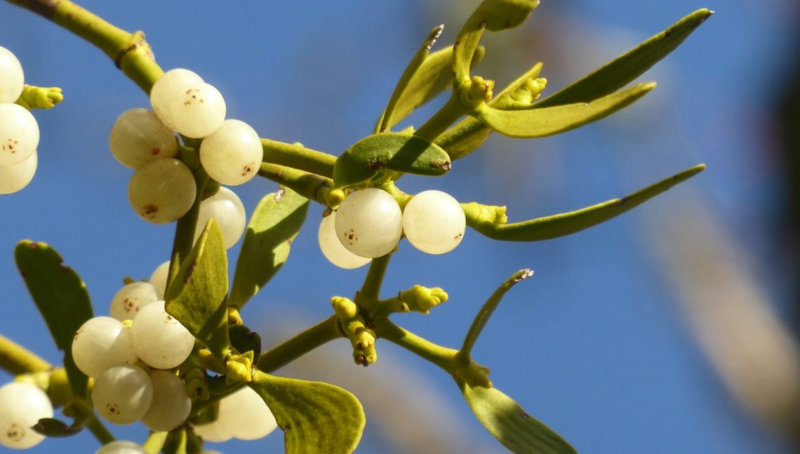 close-up of a tree branch