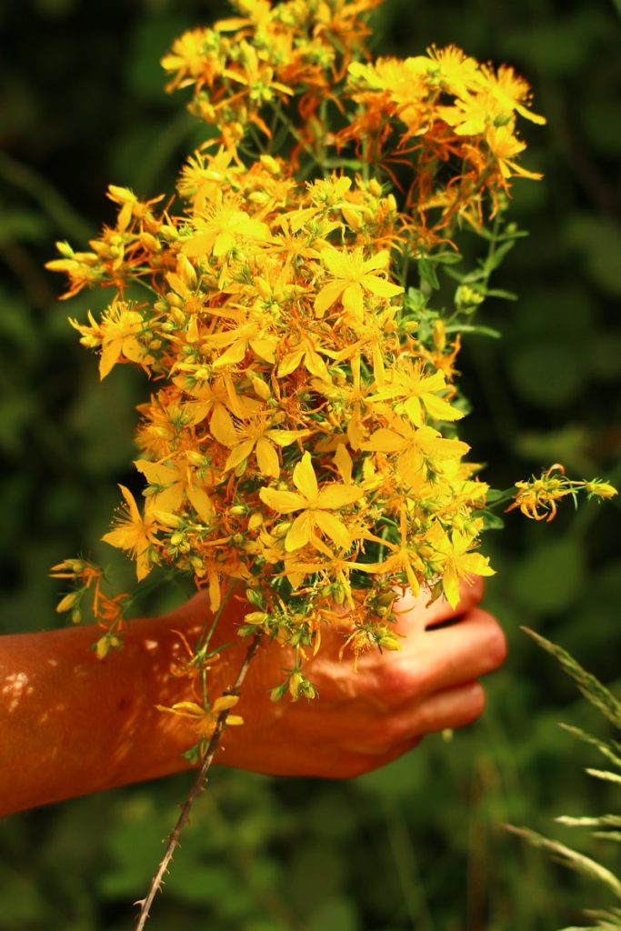 A bouquet of Hypericum Perforatum.